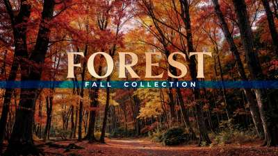 Forest Fall Collection